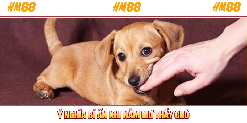 Ý nghĩa bí ẩn khi nằm mơ thấy chó